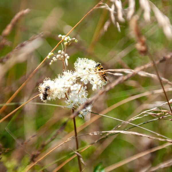 Filipendula ulmaria Žiedas