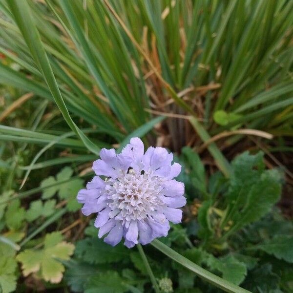 Lomelosia graminifolia Цвят