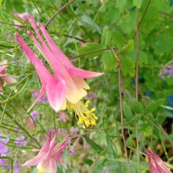 Aquilegia canadensis 花