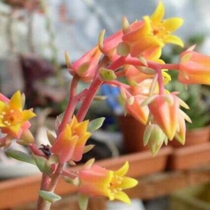 Echeveria secunda Flower