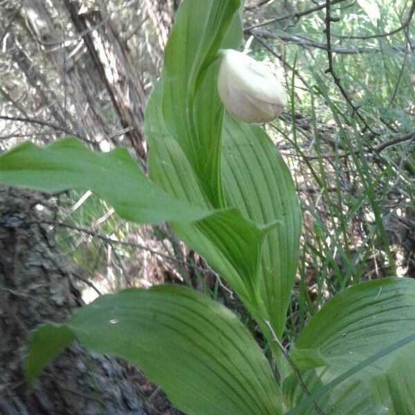 Cypripedium reginae Flower