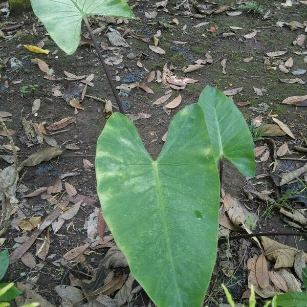 Xanthosoma sagittifolium Leaf