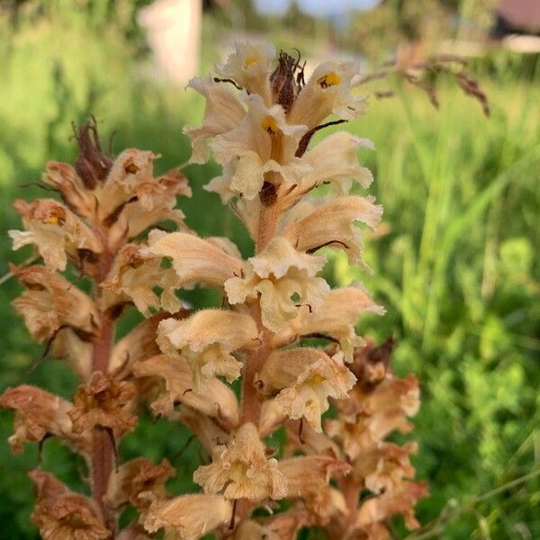 Orobanche lutea Blomma