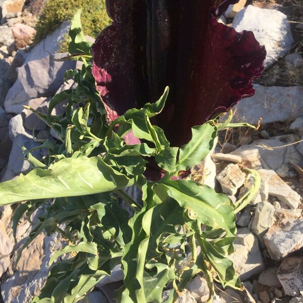 Dracunculus vulgaris Blodyn