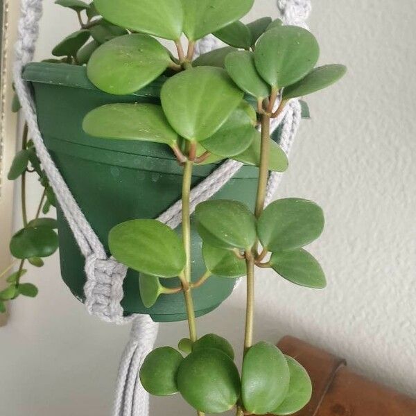 Peperomia pecuniifolia List