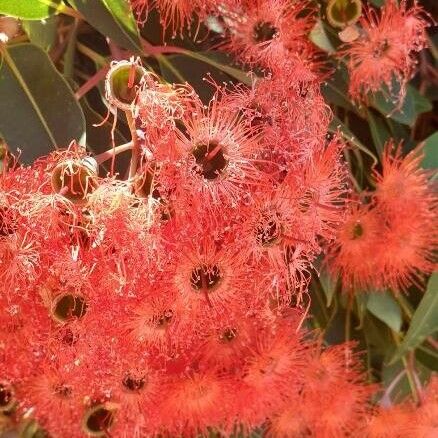 Corymbia ficifolia Flower