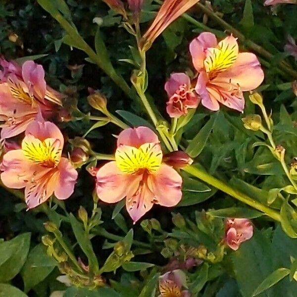 Alstroemeria ligtu Kvet