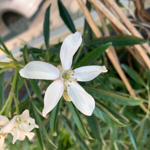 Choisya dumosa Blomst