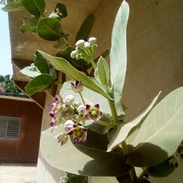 Calotropis gigantea 葉