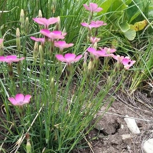 Dianthus pavonius 形态