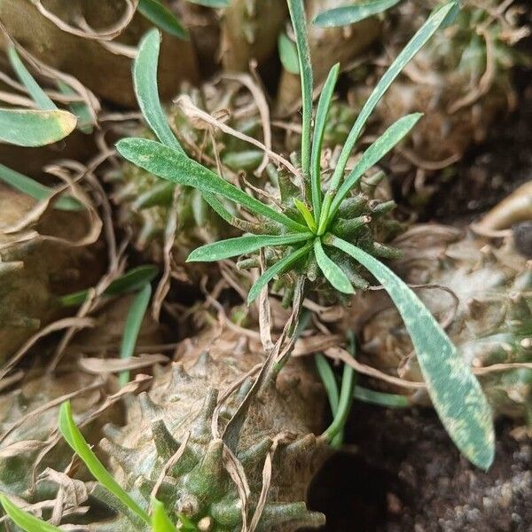 Euphorbia bupleurifolia ഇല