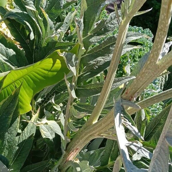 Cynara cardunculus برگ