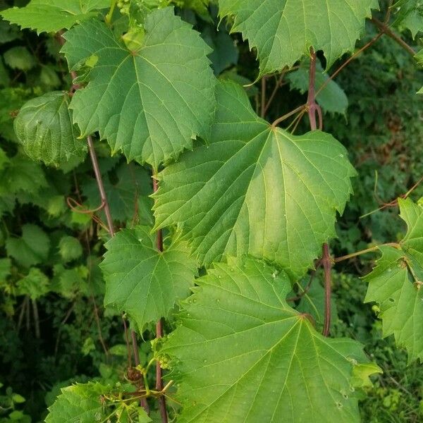 Vitis riparia Лист