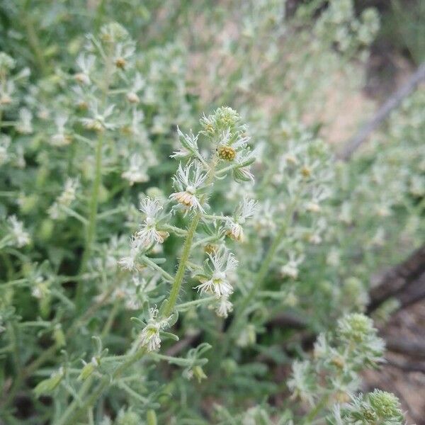 Reseda jacquinii Λουλούδι