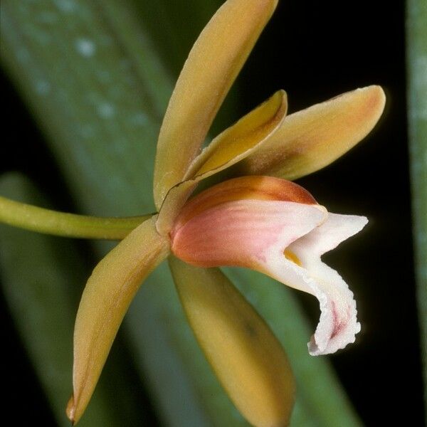 Cymbidium finlaysonianum Λουλούδι