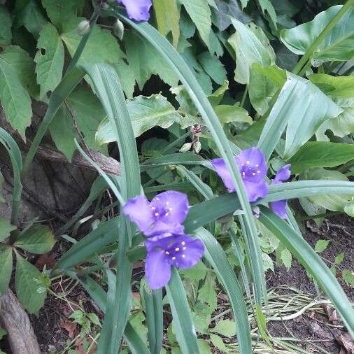 Tradescantia virginiana Flower