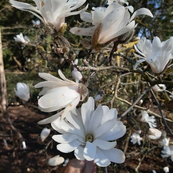 Observación: Magnolia stellata (Siebold & Zucc.) Maxim. (Philippe de  Spoelberch 20 de mar. de 2021) Flora mundial - Pl@ntNet identify