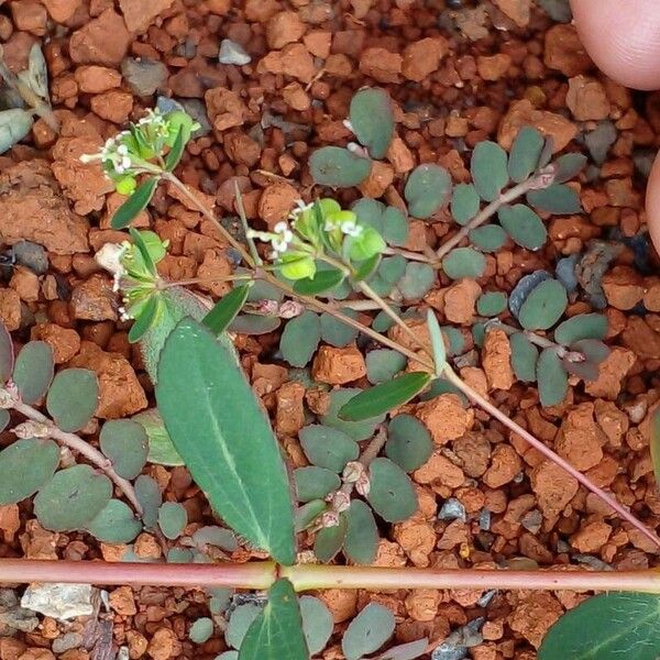 Euphorbia hyssopifolia Flower