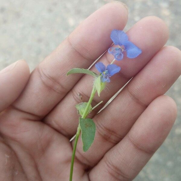 Commelina forskaolii Цветок