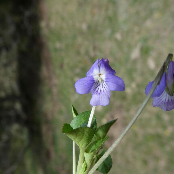 Viola rupestris Квітка