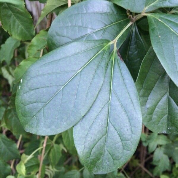 Bignonia magnifica पत्ता