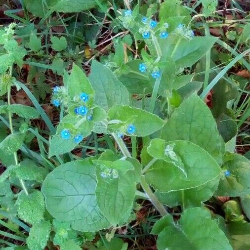 Pentaglottis sempervirens Virág