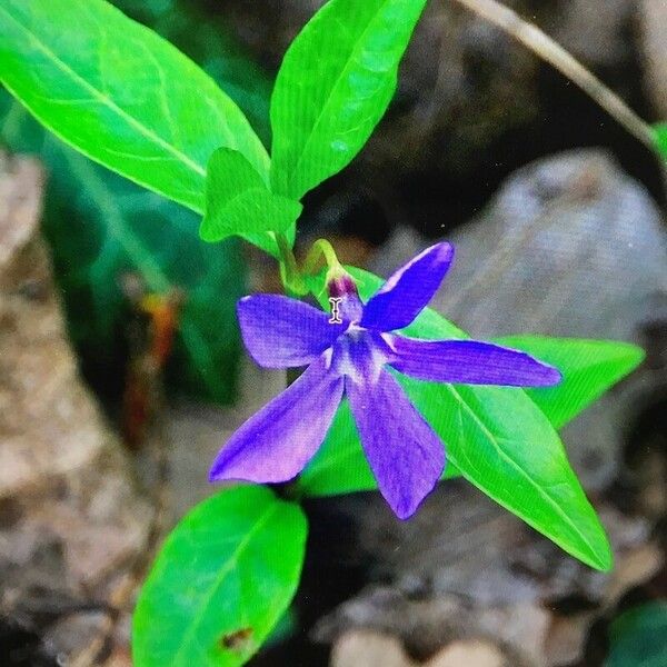 Vinca herbacea Květ