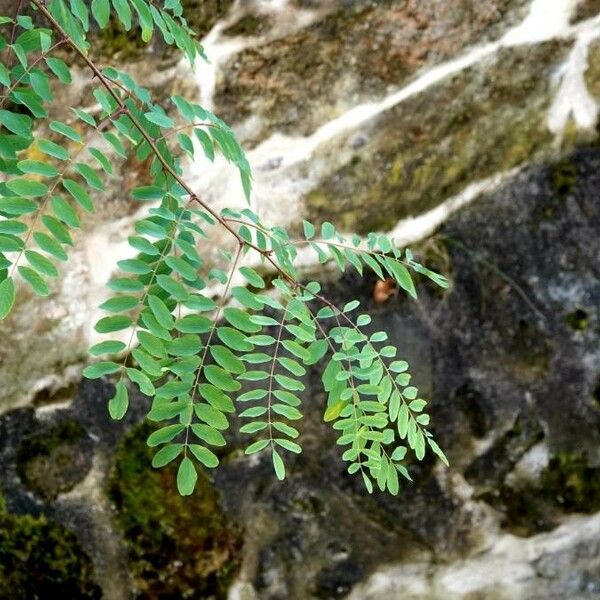 Amorpha fruticosa Blatt