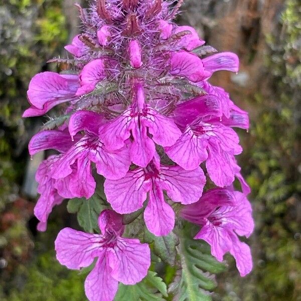 Pedicularis verticillata Flors