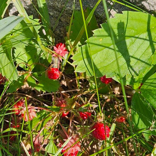 Fragaria virginiana Φρούτο