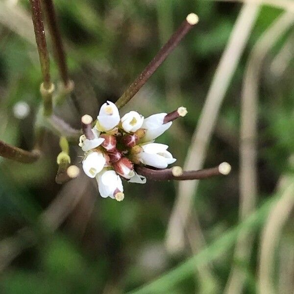 Cardamine flexuosa Blomst