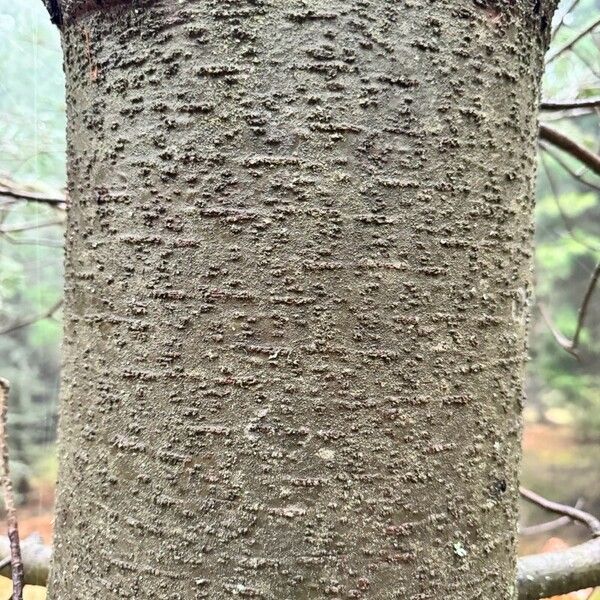 Pinus monticola Bark