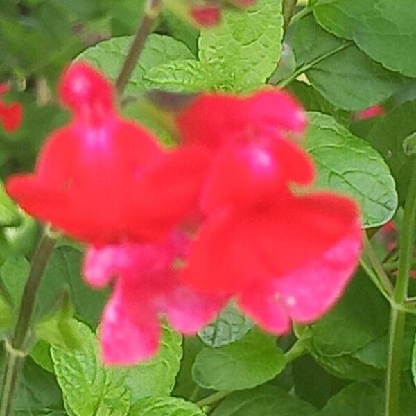 Salvia × jamensis Blüte