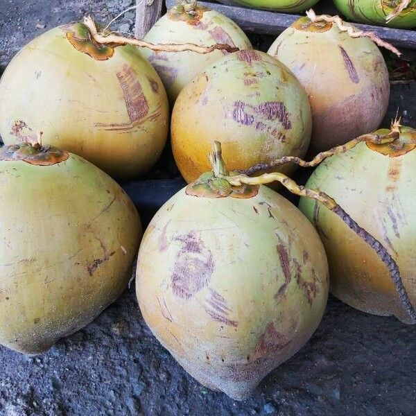 Cocos nucifera Fruto