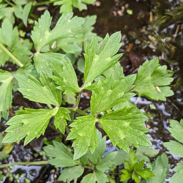 Ranunculus repens List