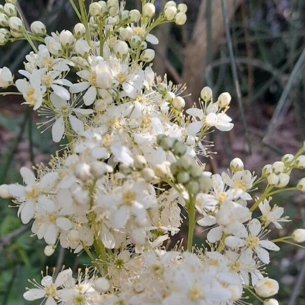 Filipendula vulgaris Floro