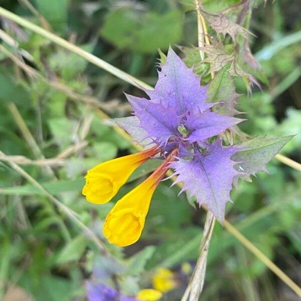 Melampyrum nemorosum 花