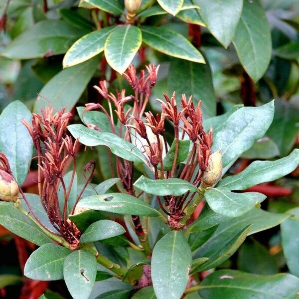 Rhododendron ponticum Frucht