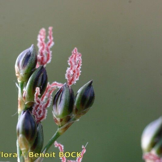 Juncus gerardi ফুল