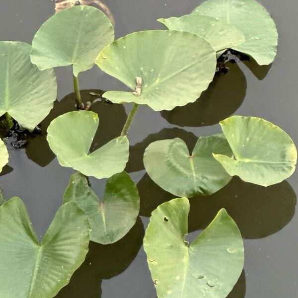 Nuphar polysepala Feuille