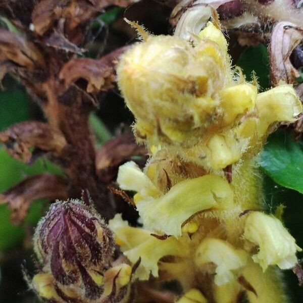 Orobanche flava Flor