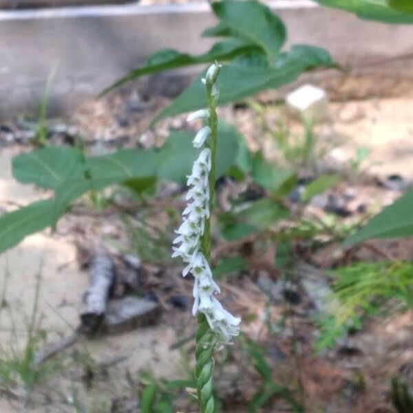 Spiranthes lacera Λουλούδι