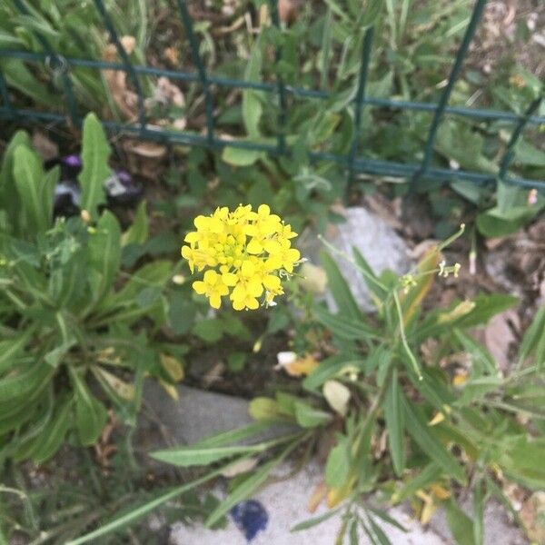 Sisymbrium loeselii Flower