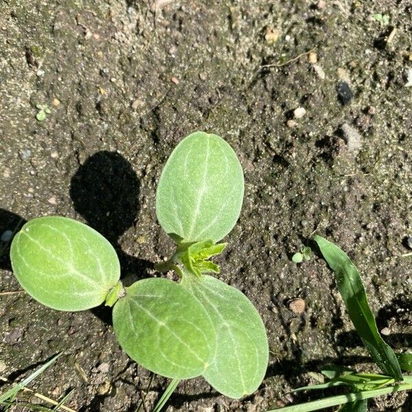 Citrullus lanatus Feuille