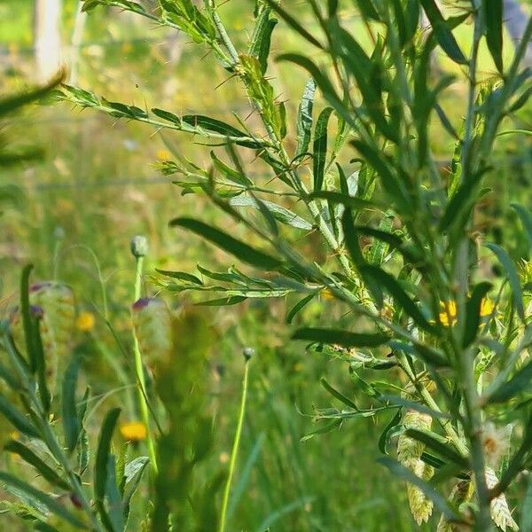 Acacia paradoxa पत्ता