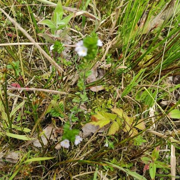 Euphrasia stricta 叶