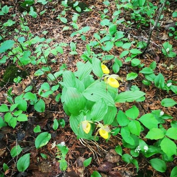 Cypripedium parviflorum Õis