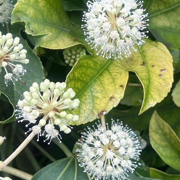 Fatsia japonica Flower