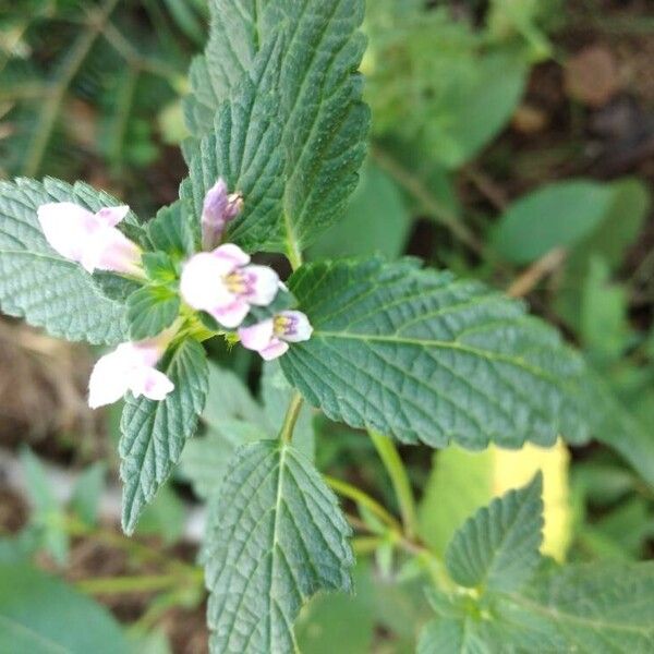 Galeopsis bifida 花