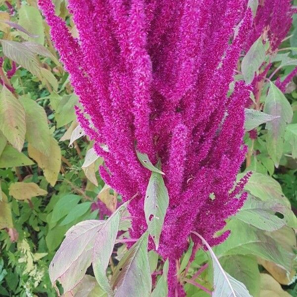 Amaranthus hypochondriacus Flors